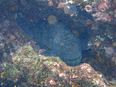 Cirrhitus rivulatus
