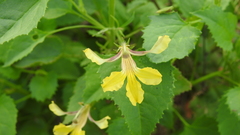 Goodenia grandiflora