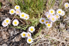 Erigeron corymbosus