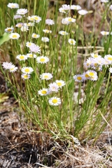 Erigeron corymbosus