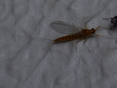 Ephemeroptera