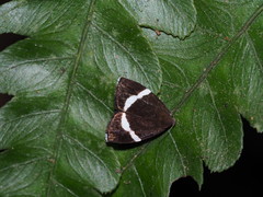 Alampla arcifraga