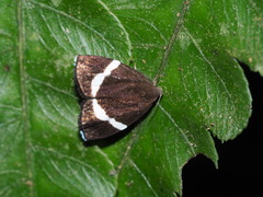 Alampla arcifraga
