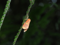 Matsumursine horishanella