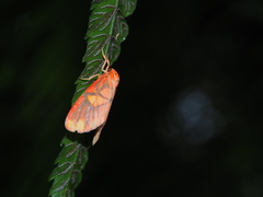 Matsumursine horishanella