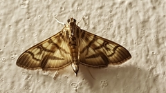 Arthromastix lauralis