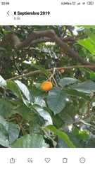 Byrsonima crassifolia