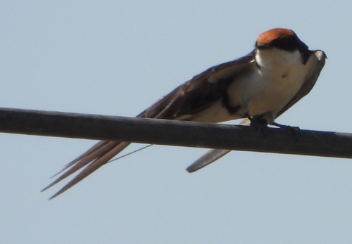 Wire-tailed Swallow