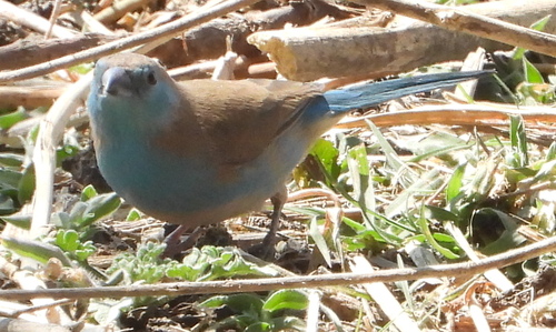 Southern Cordonbleu