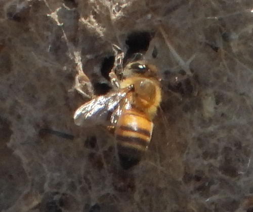 Western Honey Bee