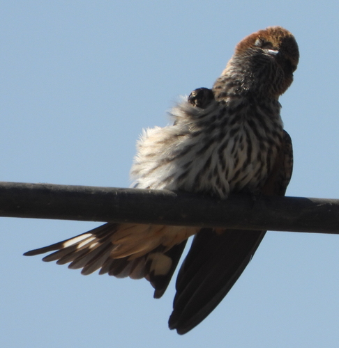 Lesser Striped Swallow