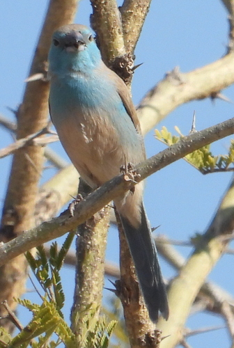 Southern Cordonbleu