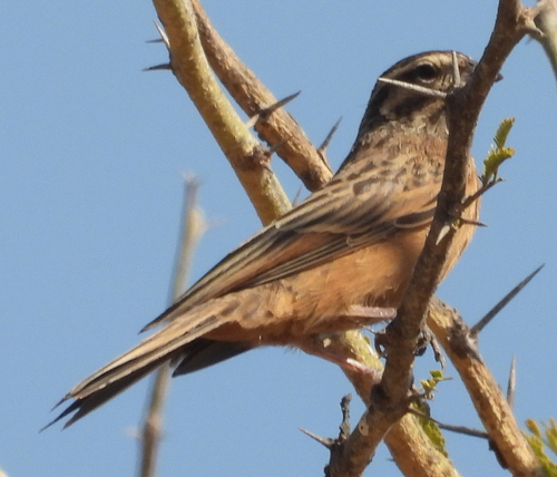 Cinnamon-breasted Bunting
