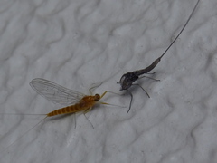 Ephemeroptera