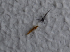 Ephemeroptera