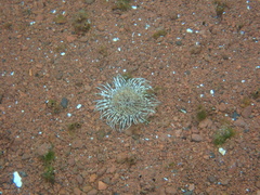 Botruanthus benedeni