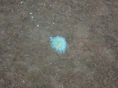 Botruanthus benedeni