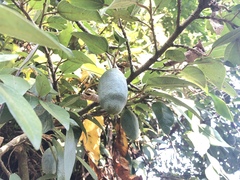 Ficus pumila awkeotsang