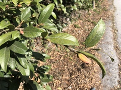 Ficus pumila awkeotsang