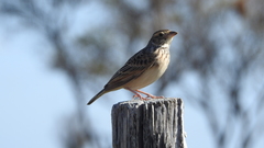 Mirafra javanica