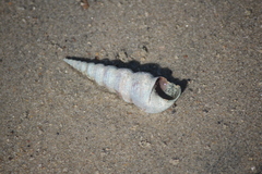 Turritella duplicata