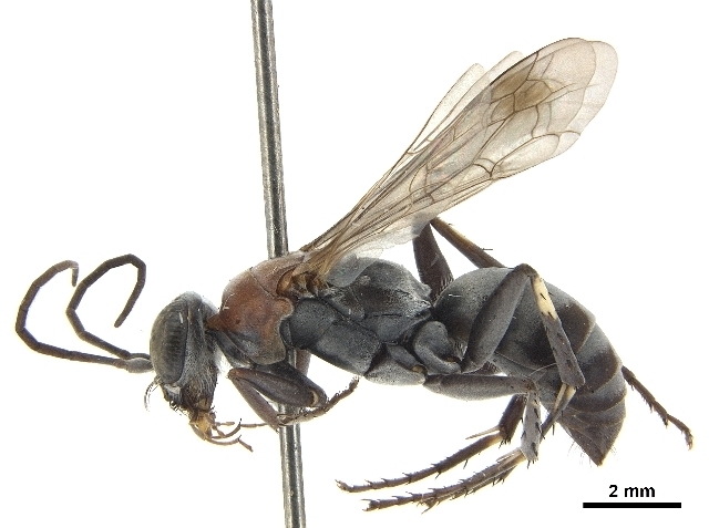 Spuridiophorus