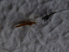 Ephemeroptera