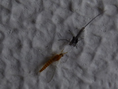Ephemeroptera