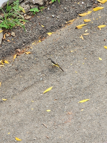 Grey Wagtail