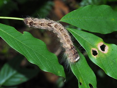 Odonestis bheroba formosae