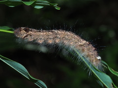 Odonestis bheroba formosae