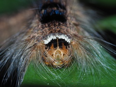 Odonestis bheroba formosae