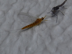 Ephemeroptera