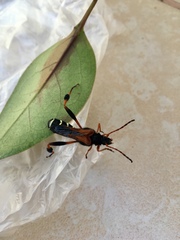 Callisphyris apicicornis