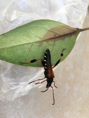 Callisphyris apicicornis