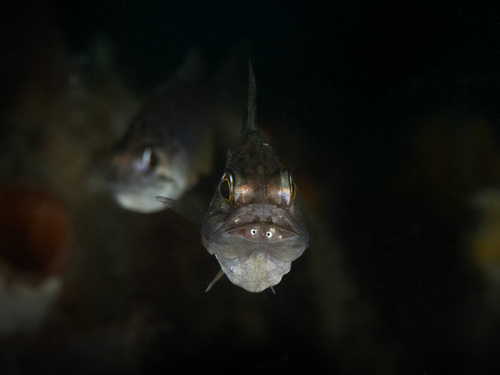Gobbleguts (Ostorhinchus rueppellii) — Apogonidae — 3