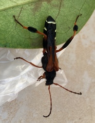 Callisphyris apicicornis