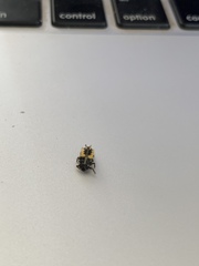 Harmonia axyridis