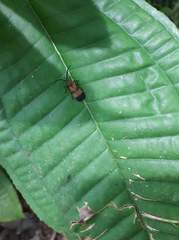 Coleoptera