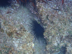 Centrostephanus coronatus