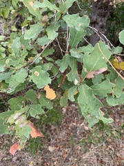 Quercus laceyi