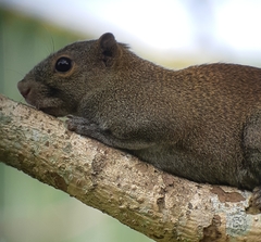 Callosciurus caniceps