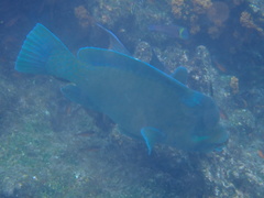 Scarus perrico