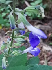 Salvia urolepis