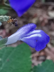 Salvia urolepis