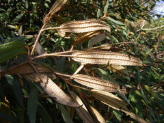 Miconia angustilamina