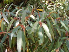 Miconia angustilamina
