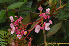 Begonia bracteosa