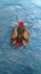 Pyrrhopyge charybdis