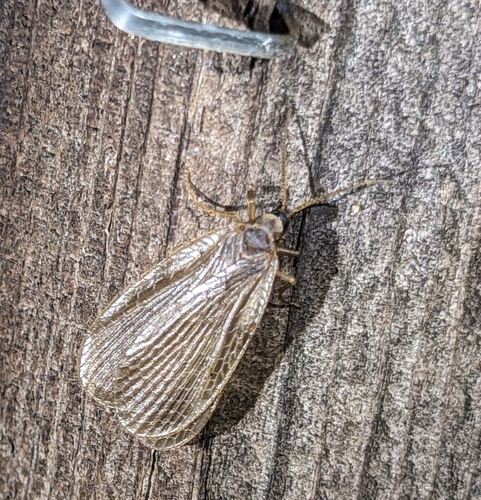 Forcepfly photo 4